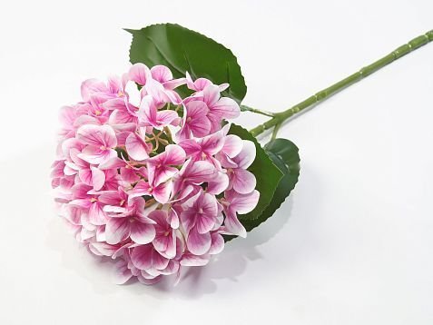 Гортензия розовая от магазина KALINA являющийся официальным дистрибьютором в России 