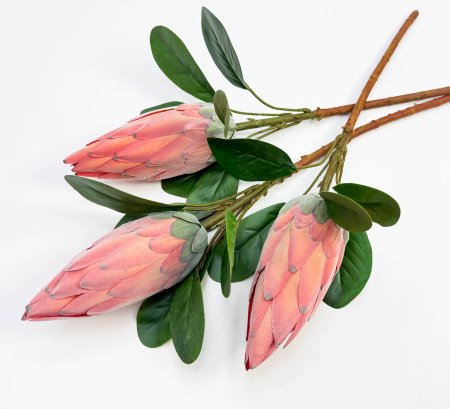 Протея "Королевская коралловая"