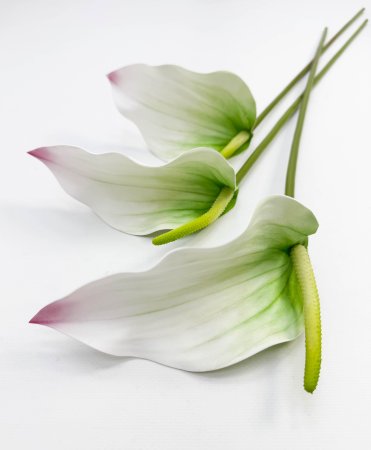 Антуриум белый