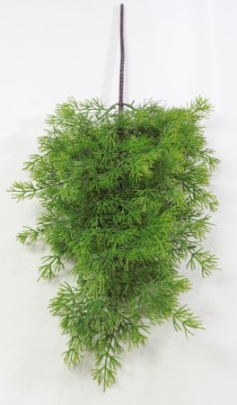 картинка Туя "Западная" 2 от магазина KALINA