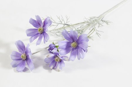 Ветка космеи сиреневая