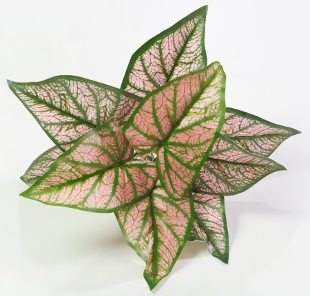 картинка Аглаонема от магазина KALINA