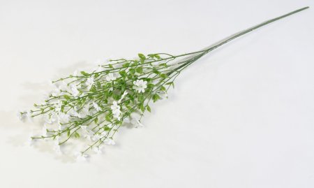 Левкорина белая