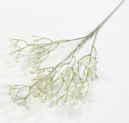 Ветка Гипсофилы