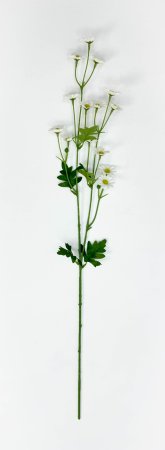 Ромашка "Аптечная"