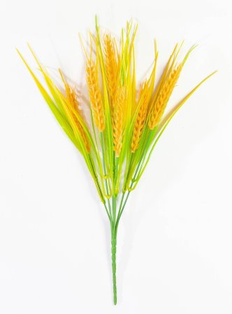 Пшеничка полевая