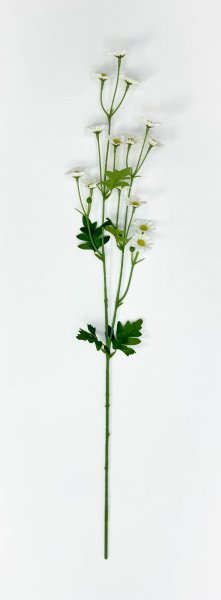 Ромашка "Аптечная" 