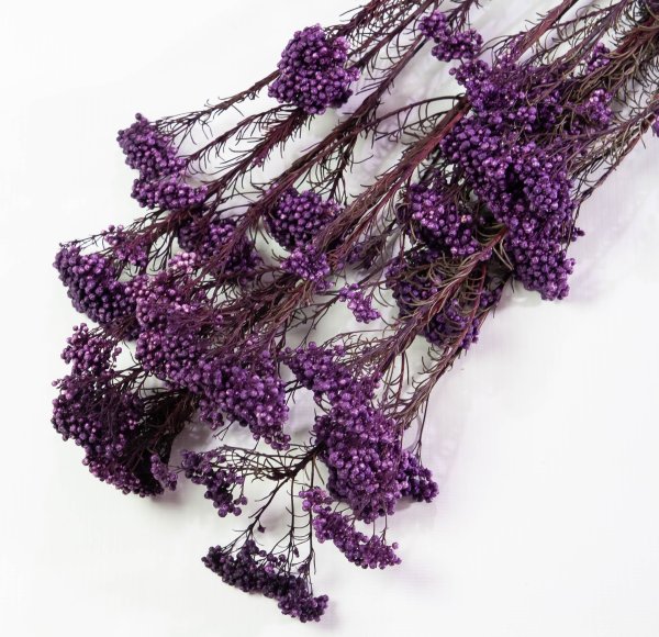 Озотамнус 4