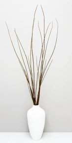 Хвощ зимующий коричневый