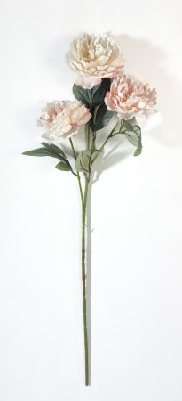 Ветка пиона Эмма Клем чайная