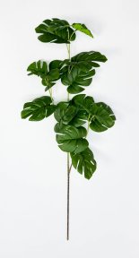 картинка Ветка с листом монстеры от магазина KALINA