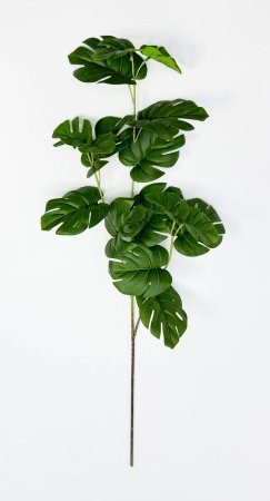 картинка Ветка с листом монстеры от магазина KALINA