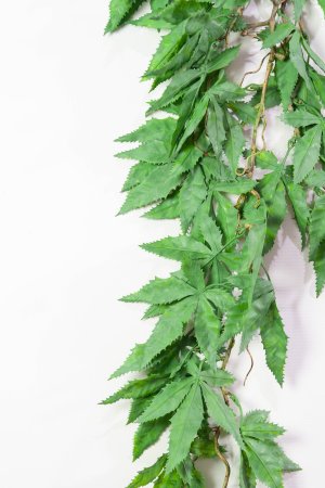 картинка Ветка ампельного клена от магазина KALINA