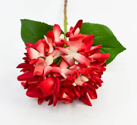 Гортензия "Кружевной шёлк" красная