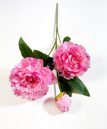 Ветка пиона Феликс Суприм