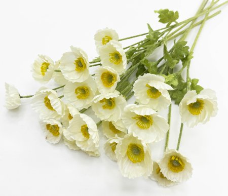 Мак молочный