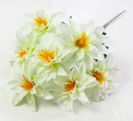 Георгин "Вилена" 7 цветков