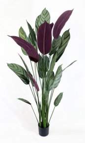 Калатея Маджестика 160 см