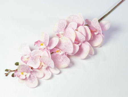 Ветка орхидеи Клеопатра 2