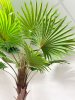Пальма Вашингтония 230 см БЕЗ КАШПО