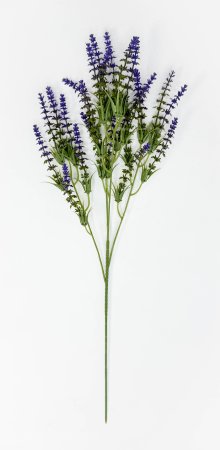 Лаванда Бичвуд Блю высокая