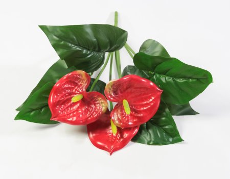 Антуриум "Красный"  3 цветка