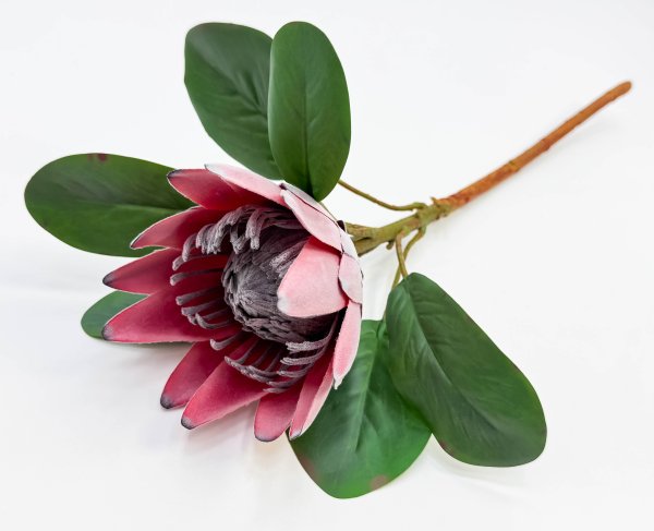 Протея артишоковая "Мадиба"