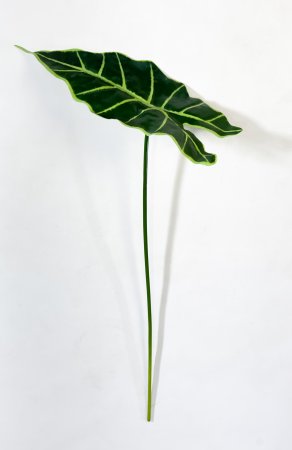 картинка Алоказия Полли от магазина KALINA