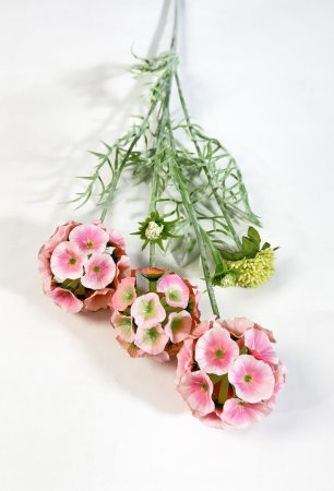 Скабиоза звездчатая коралл