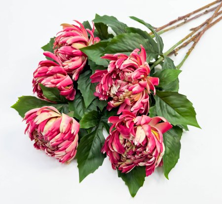 Хризантема малиновая