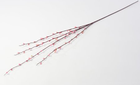 Ветка с почками