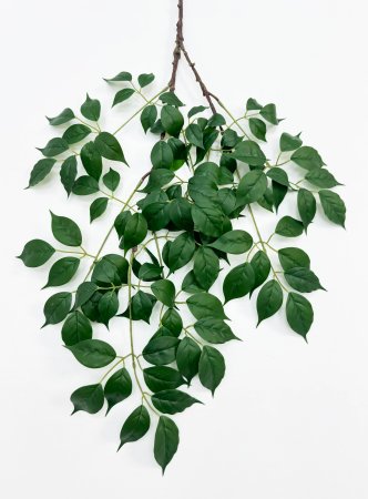 картинка Ветка фикуса от магазина KALINA