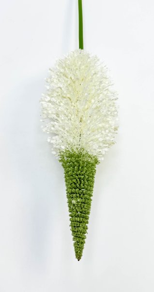 Эремурус "Белый пушистик"