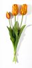 Тюльпан "Пепл Принц" оранжевый (2+1)