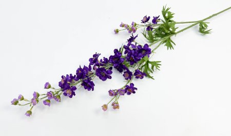 Дельфиниум темно-фиолетовый