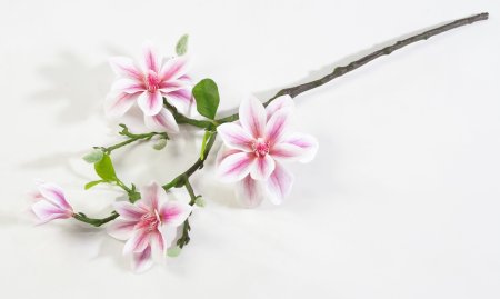 Ветка магнолии с цветами светло-розовая