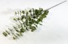 картинка Эвкалипт 5 веток от магазина KALINA
