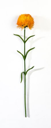 Гвоздика оранжевая