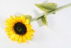 Ветка подсолнуха 1 цветок