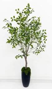 Куст фикуса Бенджамина 180 см БЕЗ КШПО