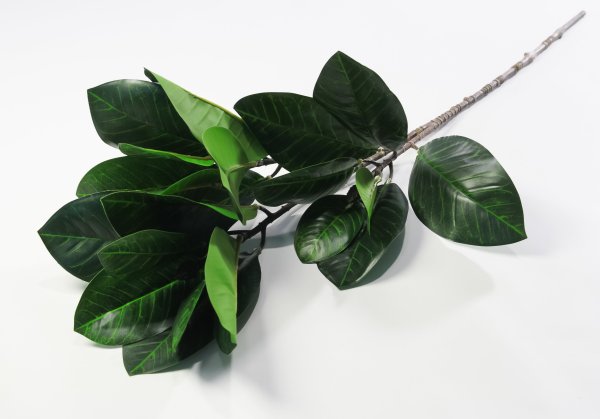 картинка Ветка магнолии от магазина KALINA