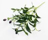 Олива букет 6 веток
