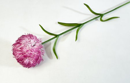 Гвоздика пурпурно-красный