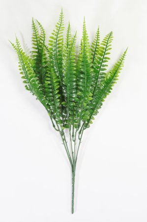 картинка Папоротник "Тайга" от магазина KALINA