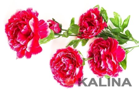 Ветка пиона 4 цветка 1 бутон