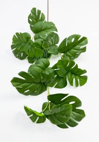 картинка Ветка с листом монстеры от магазина KALINA