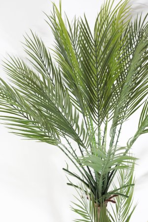 Пальма Арека 150 см БЕЗ КАШПО