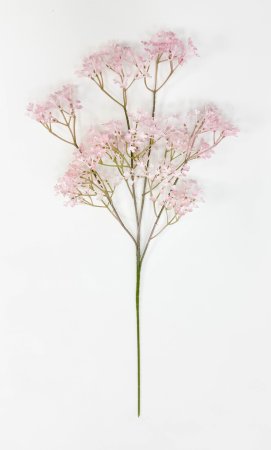 Гипсофила "Изящная" нежно-розовая