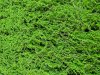 Газон Сфагнум мох