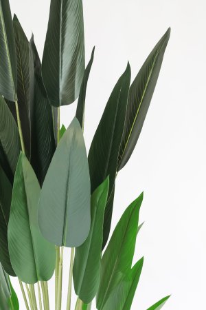 Стрелиция малая 120 см. БЕЗ КАШПО